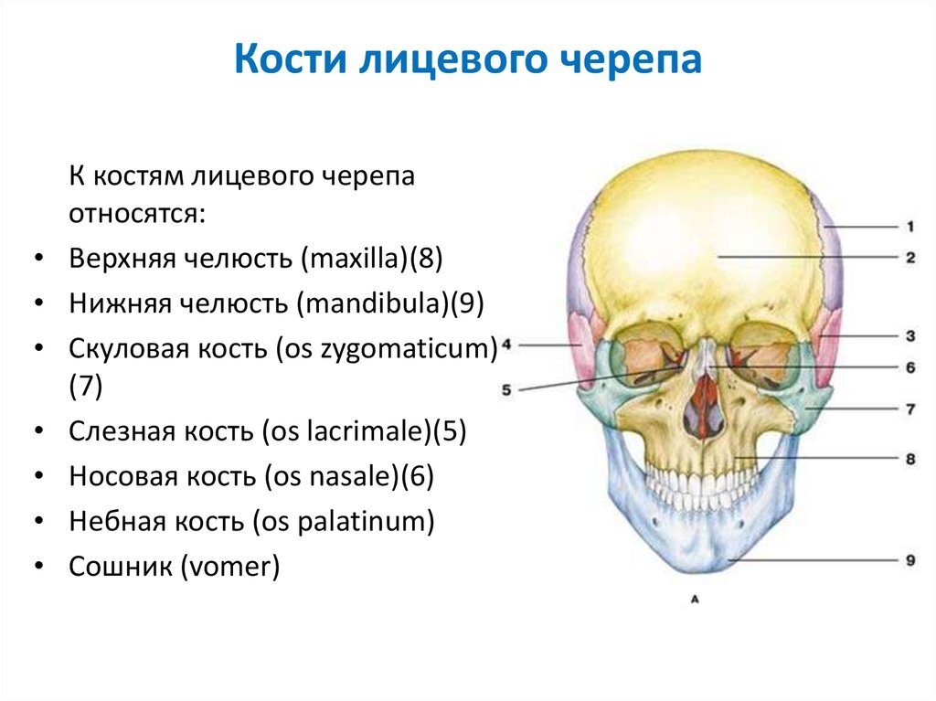 Перечислите кости лицевого черепа. Перечислите кости лицевого отдела черепа. Лицевой отдел черепа анатомия. Кости лицевого отдела черепа кратко.