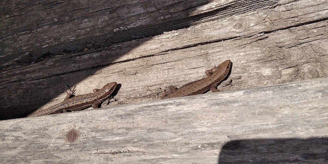 Что с ящерицами не так?