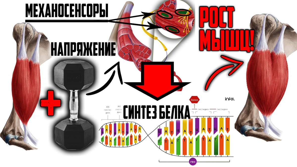 Как растёт мышца? Рассмотрим процесс с точки зрения науки! | LionBody -  фитнес по науке! | Дзен