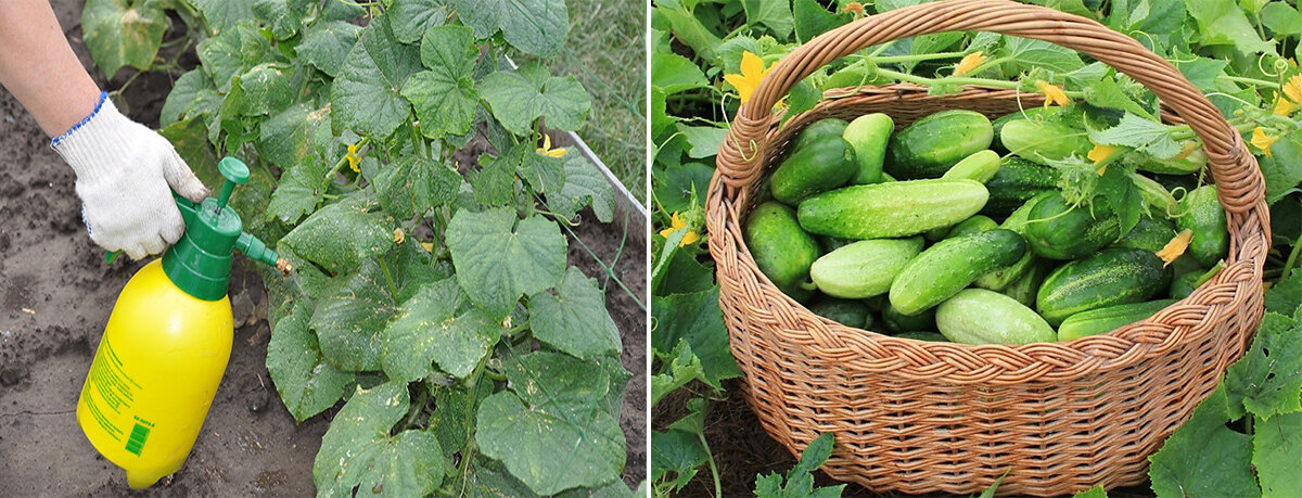 Фото с Яндекс.картинки