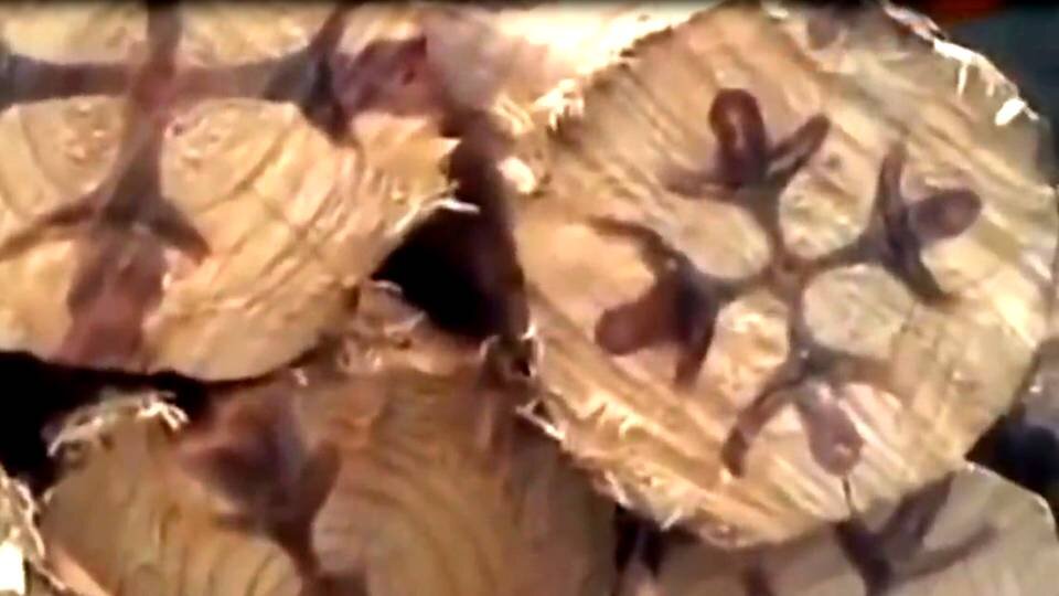 Репродукция взята из открытых источников. Иерусалимские кресты на спилах бревен.