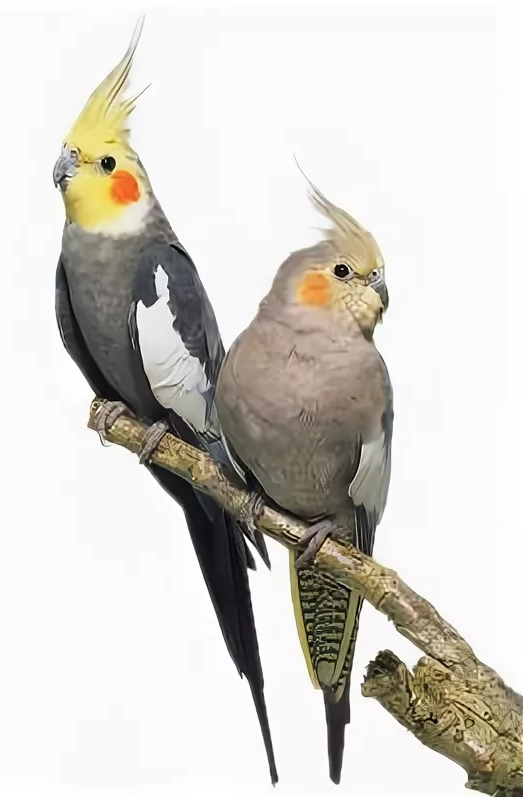 Попугай корелла: как определить самца и самку по внешним признакам и поведению