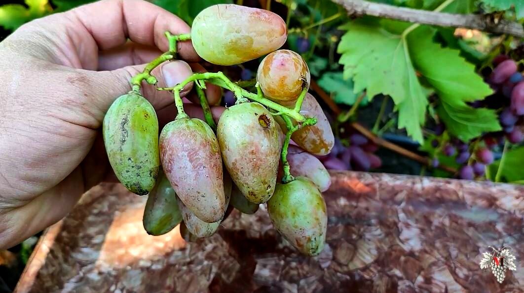 Саженцы винограда Мастер Купить в питомнике Цена, характеристики, фото