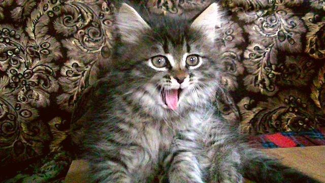 Кысь красава!