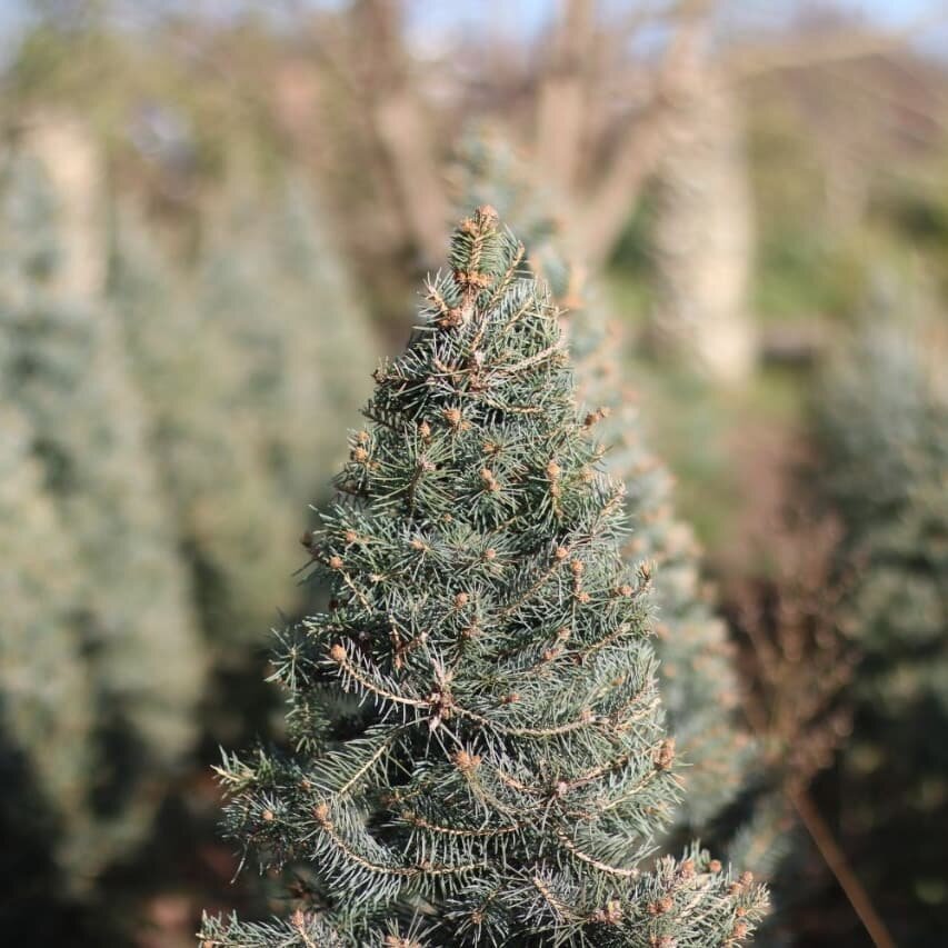 Фото из Нашего Питомника!