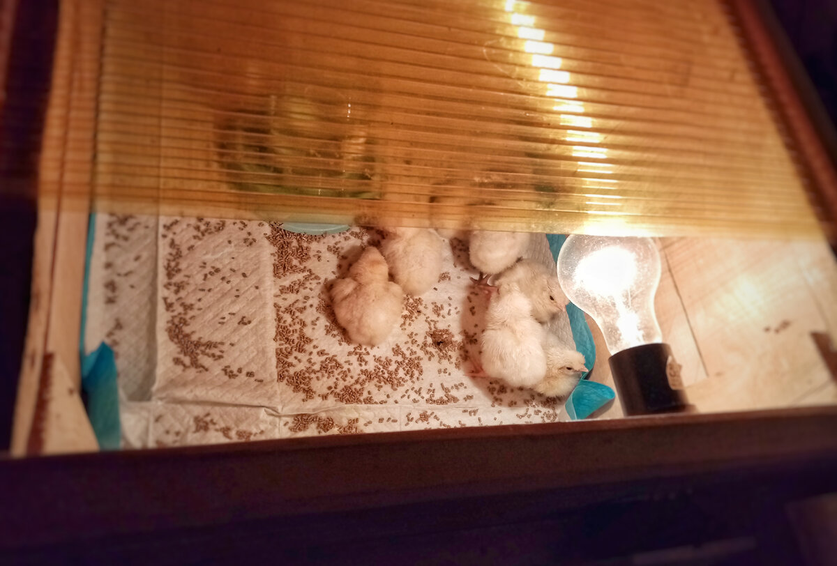 Цыплята подрастают в яслях