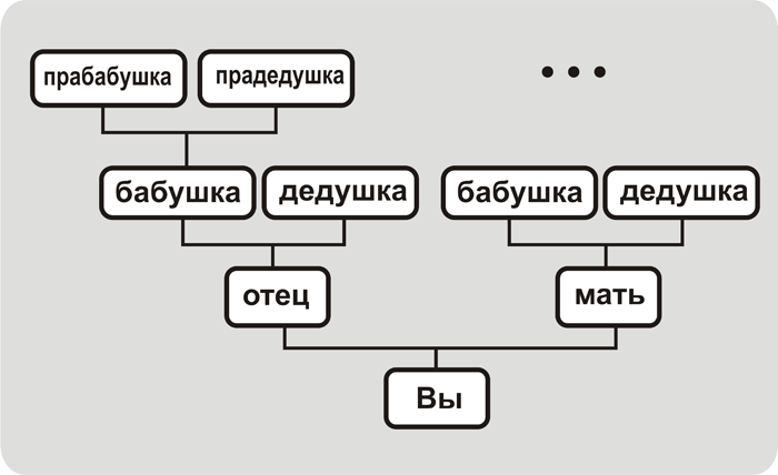 Восходящее к предкам древо