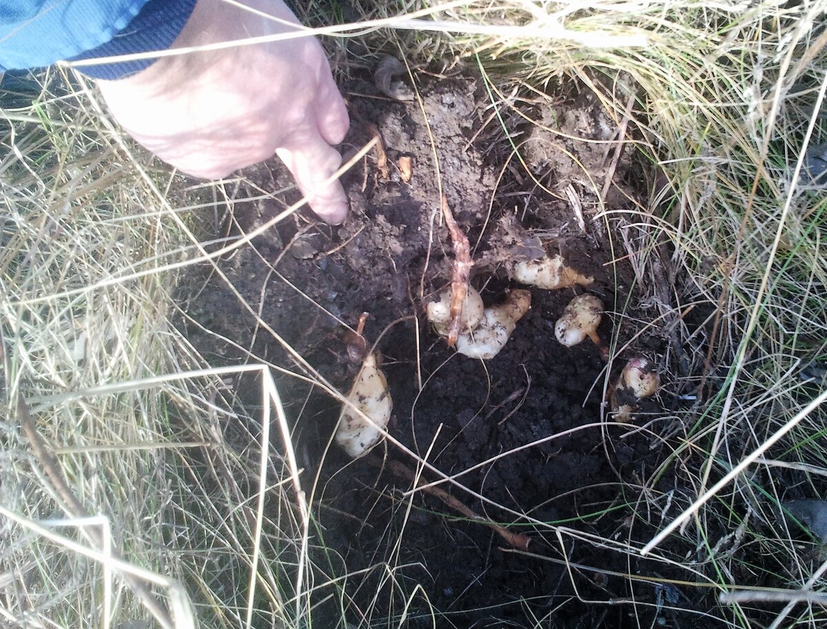 Это в другой раз и рука мужа. Внутри ещё столько же выкопали