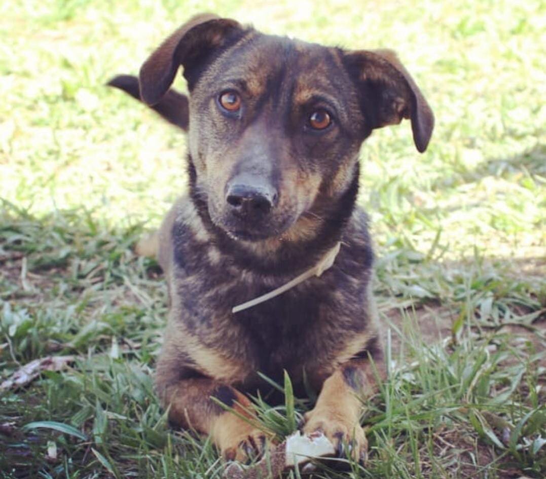 охранный Гаврюша