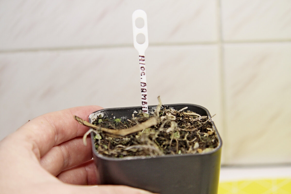 Алоказия Бамбино Курли 21 января 22. Фото и коллекция автора masteritayaplants