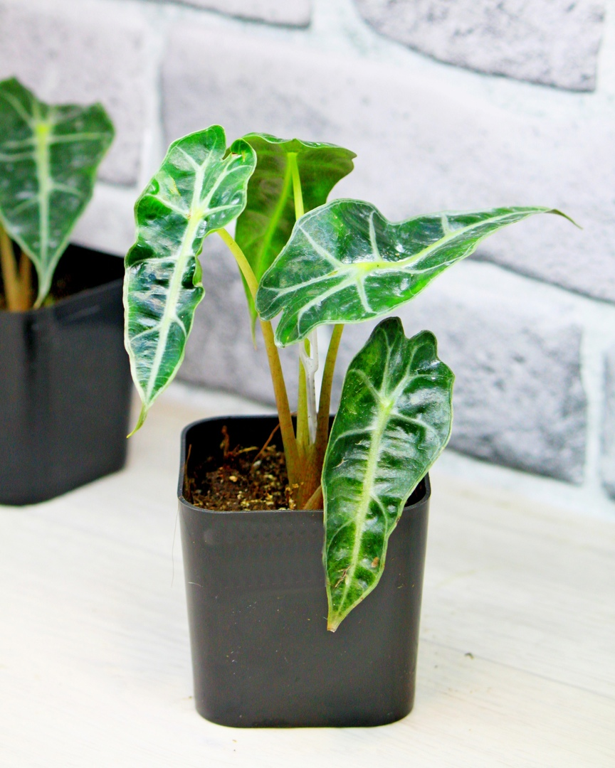 Алоказия Bambino Curly в октябре 21. Фото и коллекция автора masteritayaplants