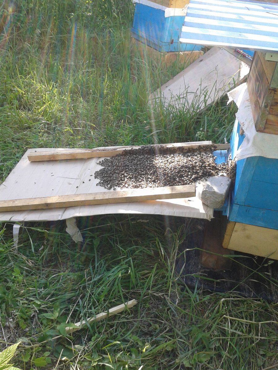 пчелы на ступеньке к улью