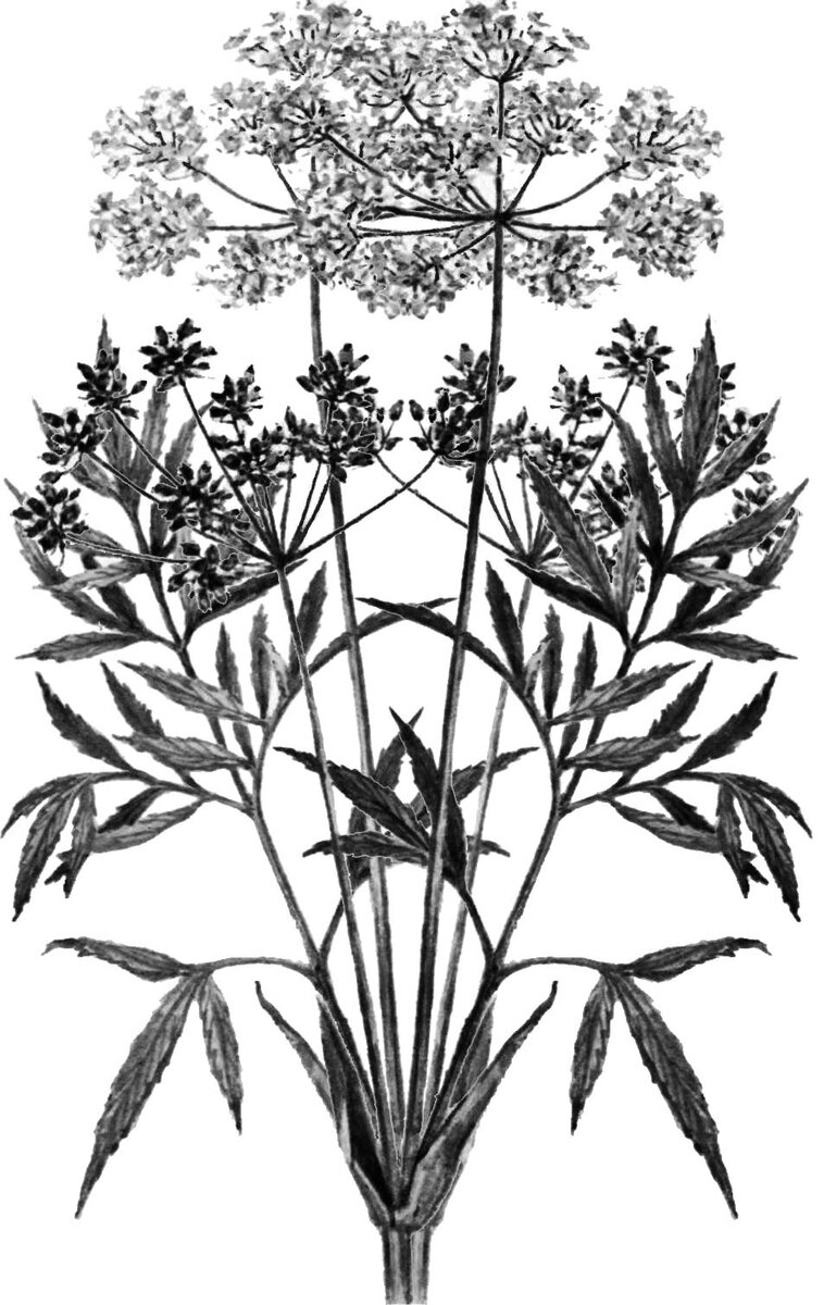 DG2 (Онже Волк) "Цикута", 2015 – ассо-графика к песне "Леший в макинтоше" из книги стихов DG2 (Онже Волк) "Стихопатия. Штабель первый", 2014.