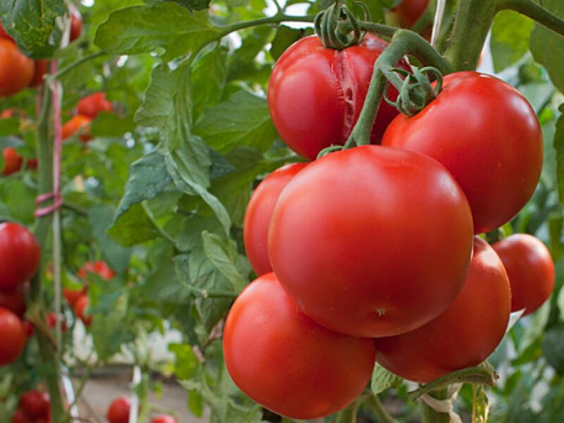 Обзор томатов с огромными гроздьями плодов | Записки огородницы | Дзен