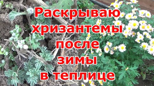 Раскрываю хризантемы прикопанные в теплице