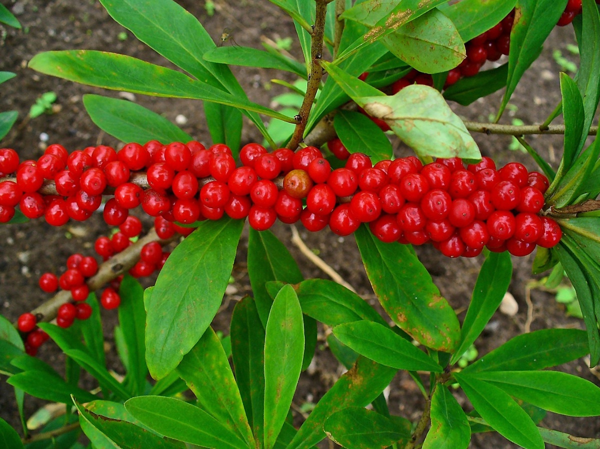 Жимолость лесная, или волчья ягода (лат. Lonicera xylosteum)