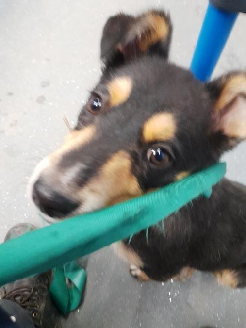 Щенок в автобусе 04 03 2022