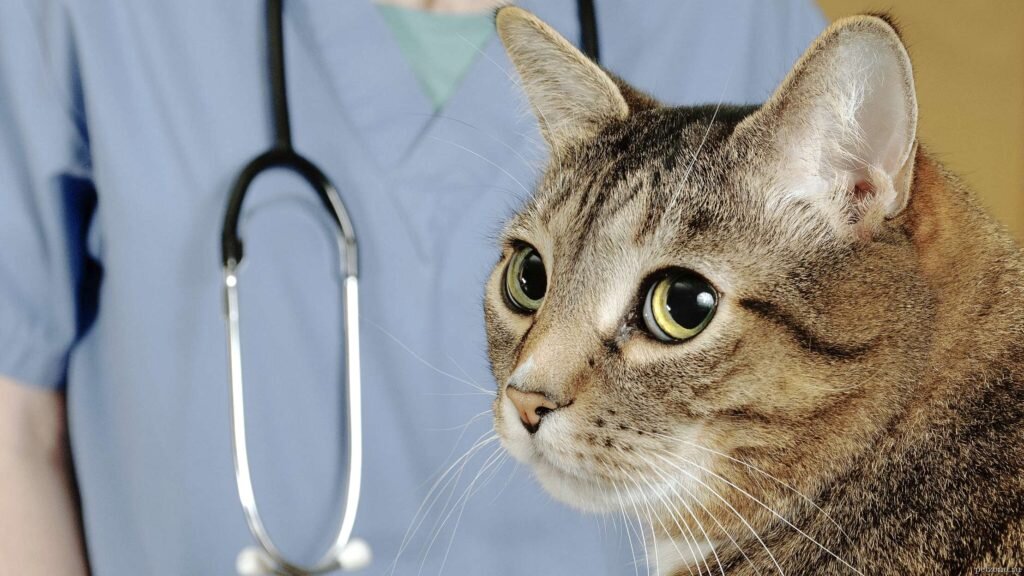 По мнению ветеринаров, самой частой причиной гибели взрослых котов является мочекаменная болезнь.