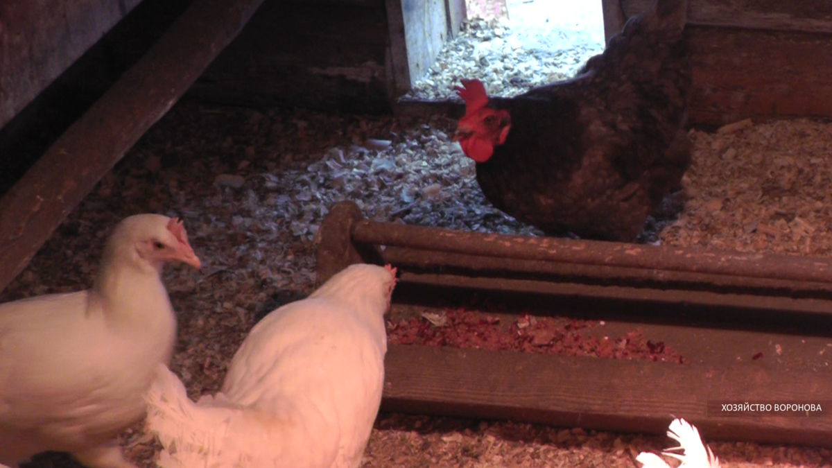 белые молодки со старыми курами