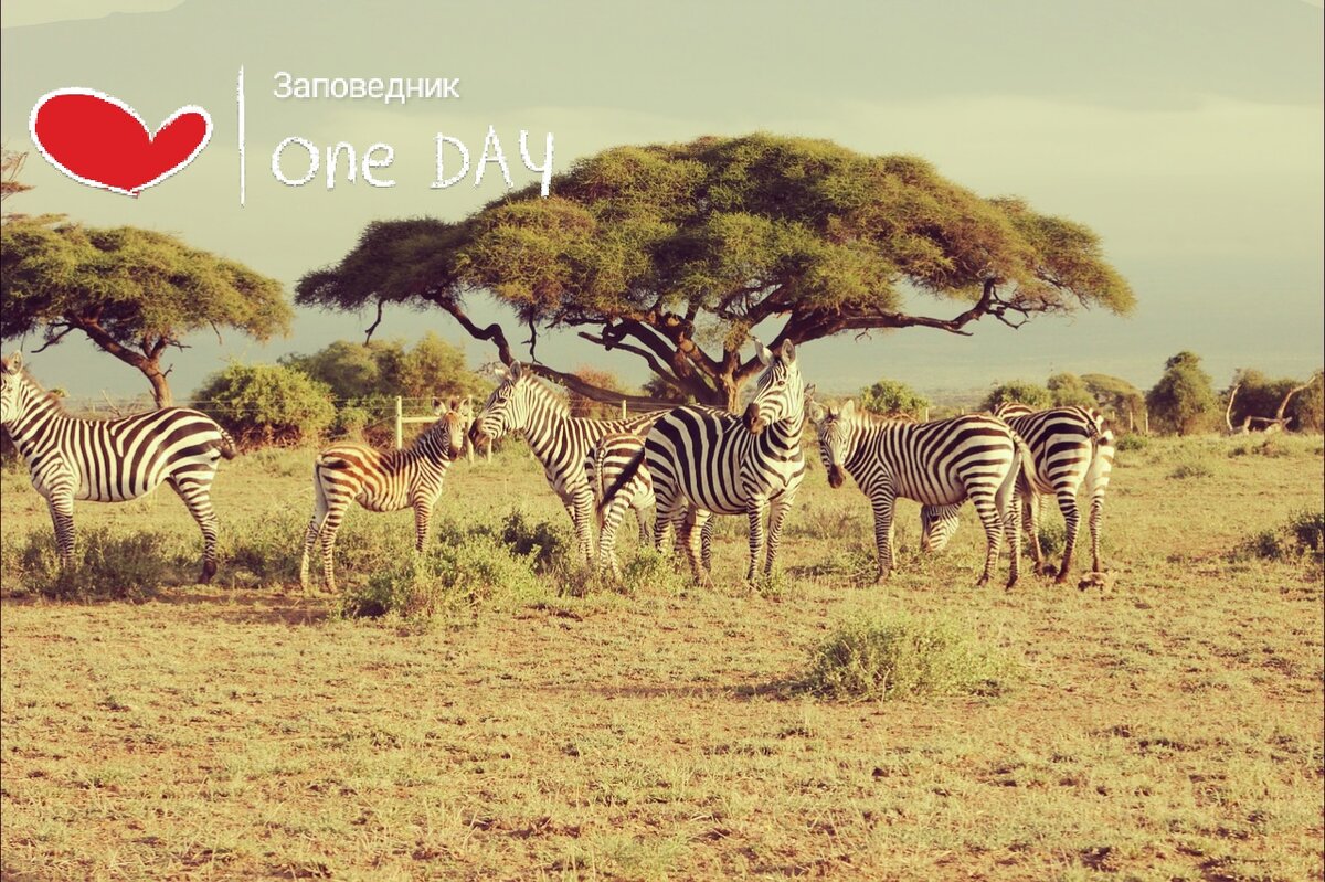 Заповедник