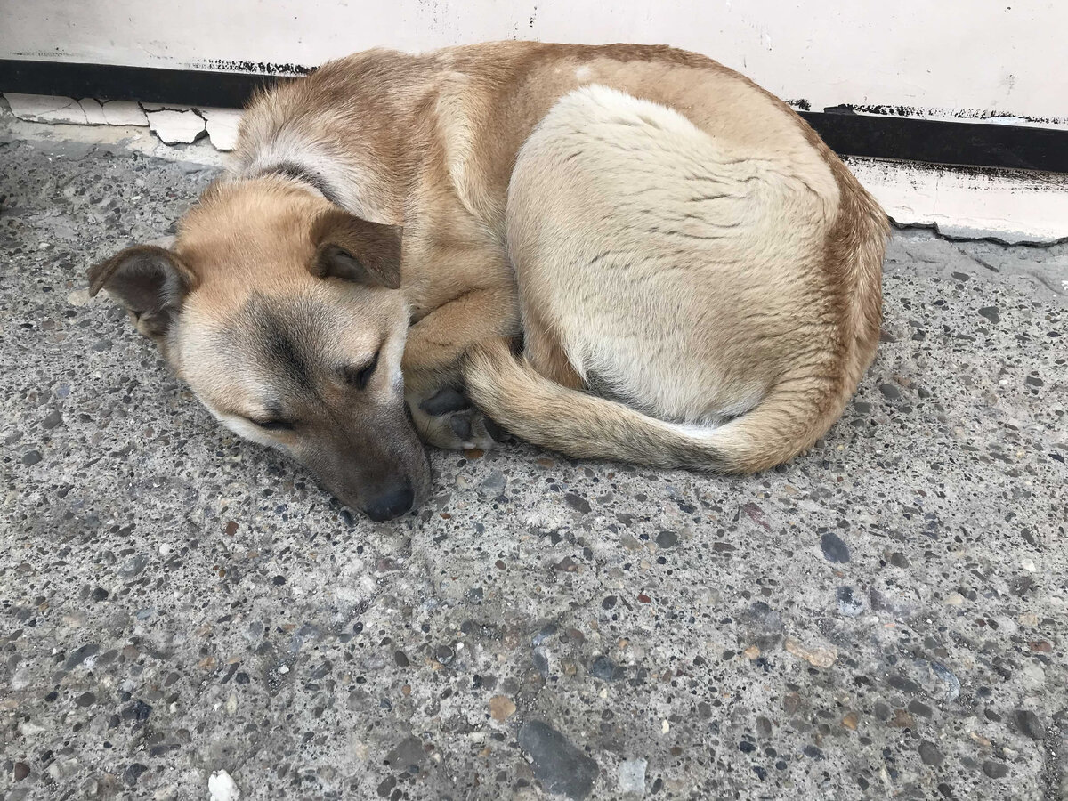 Упал у  дома,  как-будто знал, что здесь  ему  помогут.