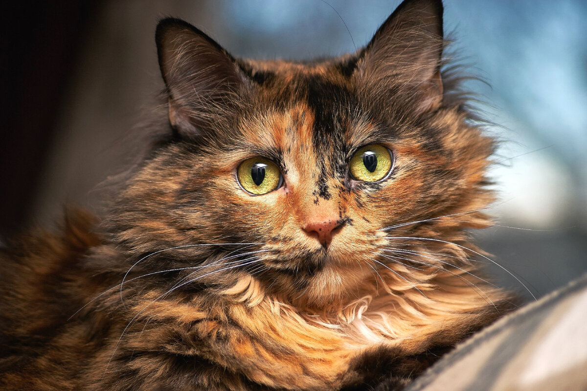 Фото из свободного доступа сети Интернет