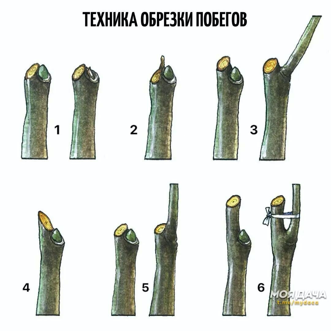 Техника обрезки