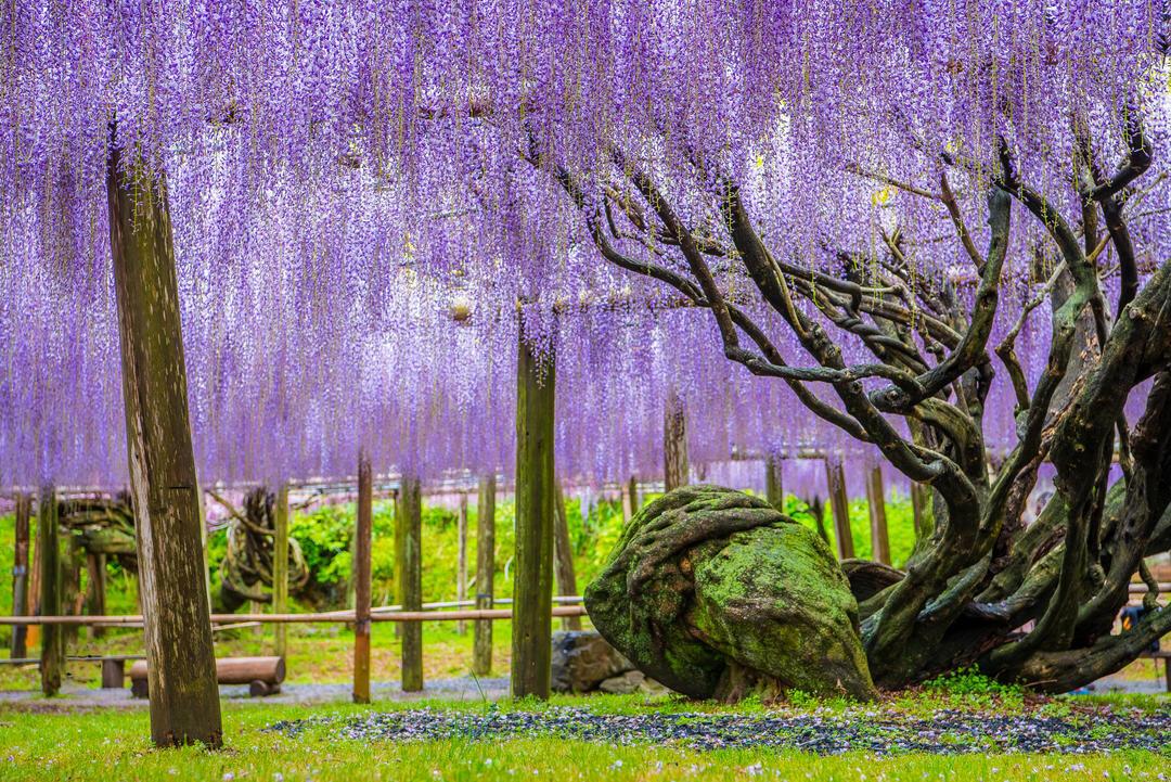 Сад Кавати Фудзи (Kawachi Fuji Garden)