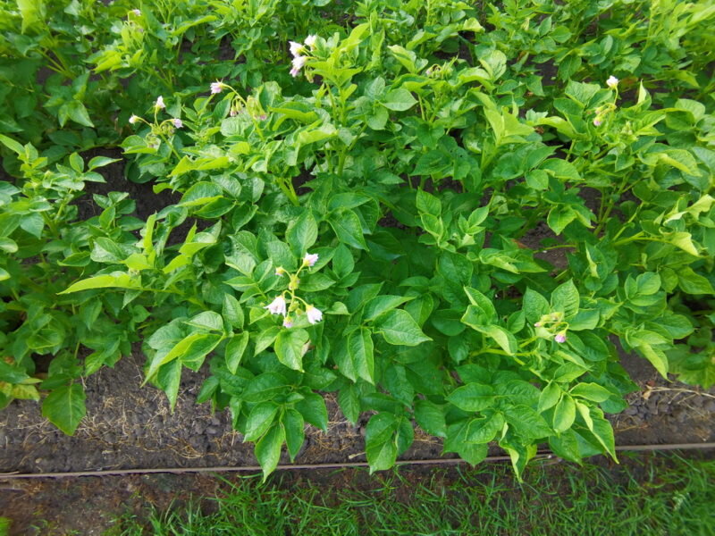 Картофель. Иллюстрация для статьи используется по стандартной лицензии ©dachnyedela.ru