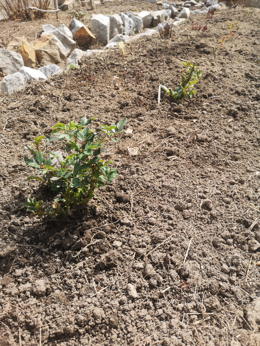 Кустиками выглядят те, что зимовали прикопанными в теплице, у новеньких, конечно, скромные несколько почек, обрезаю сильно
