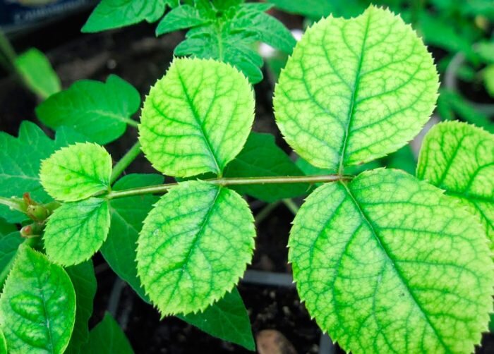 Основными симптомами хлороза являются:

 молодые листовые пластины желтеют раньше времени, при этом окрас их жилок остается зеленым;
происходит мельчание листвы, а это значит, что новые листовые пластины растут мельче, чем обычно;
края листвы начинают скручиваться;
цветки и листья начинают облетать;
верхушки стеблей усыхают;
цветки и бутоны деформируются;
состояние системы корней значительно ухудшается, а если случай запущенный, то они могут отмереть.