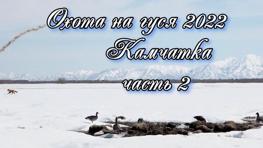 Охота на гуся 2022! Камчатка. Часть 2