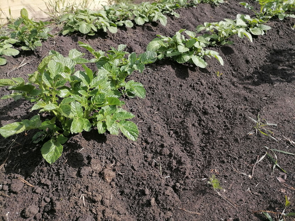 На переднем плане куст Каратопа, а далее Жуковский ранний