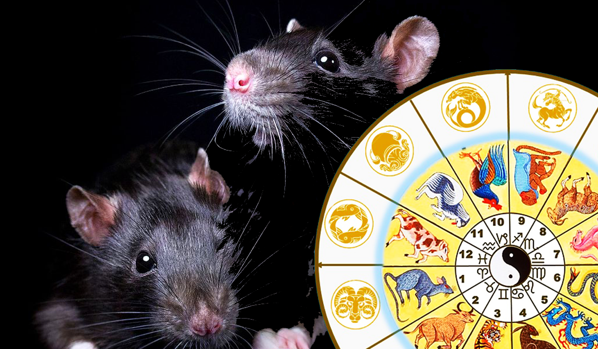 [84%] Совместимость Крысы и Крысы: Бизнес, Любовь, Секс, Брак, Дружба