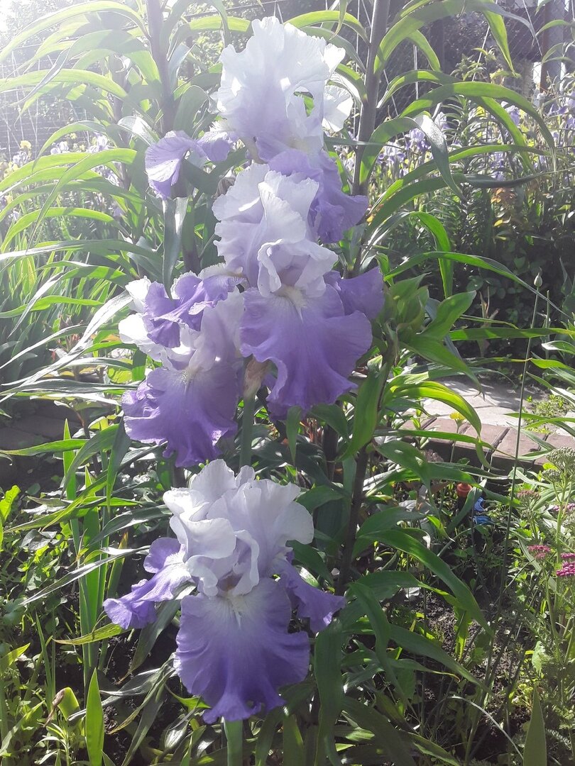 Ирис бородатый, сорт Mariposa Skies