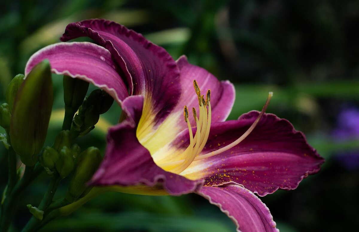 https://pixabay.com/ru/photos/hemerocallis-%d1%87%d0%b8%d0%ba%d0%b0%d0%b3%d0%be-%d1%81%d0%b5%d1%80%d0%b5%d0%b1%d1%80%d0%be-5357485/