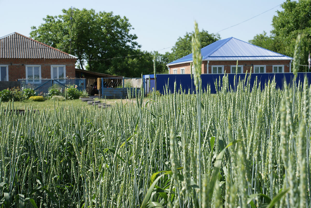 Куда ни глянь в хуторе Хлебороб, везде ласкающая взгляд природа. / Фото  А. Толстых