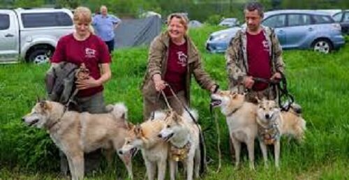 Участники с лайками западносибирскими