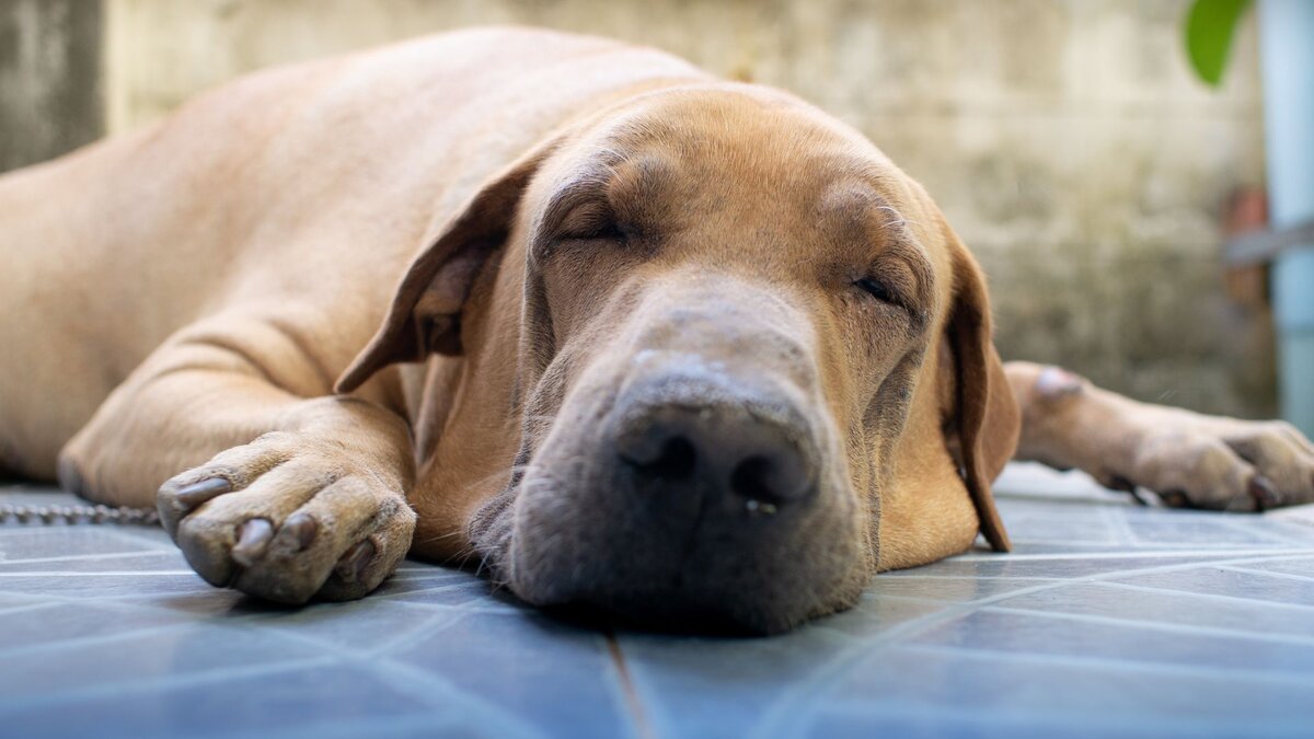 Симптомы анемии у собаки 