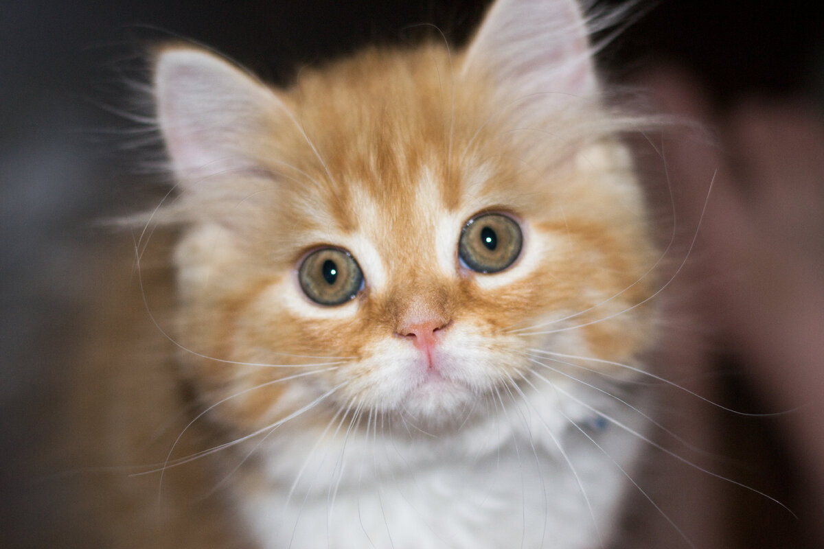 выпускница питомника Freya