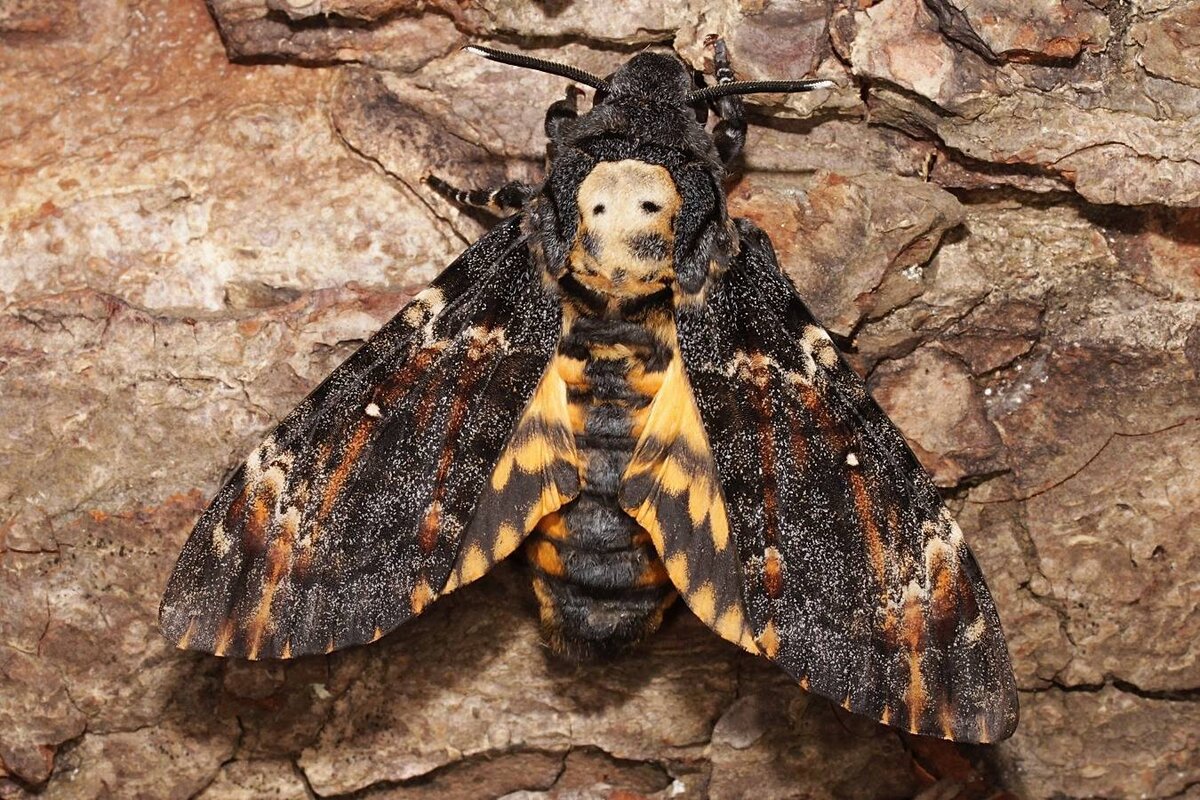 бабочка мертвая голова фото Яндекс картинки