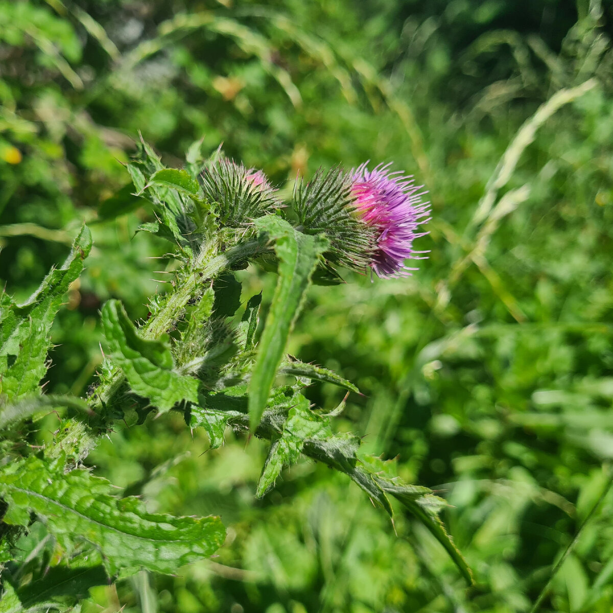 Чертополох курчавый, фото автора