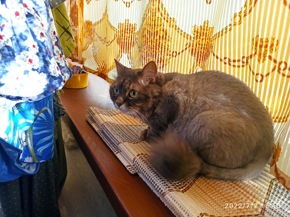 Маняха прячется на подоконнике от работы