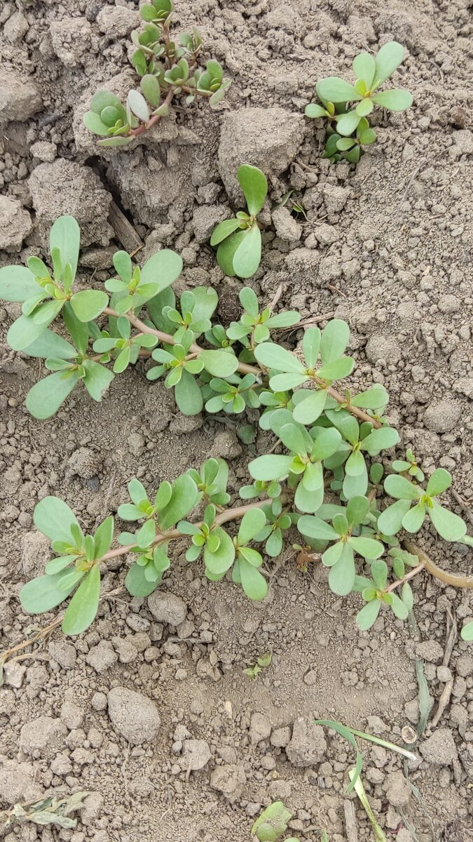 Вот он - огородный суккулент