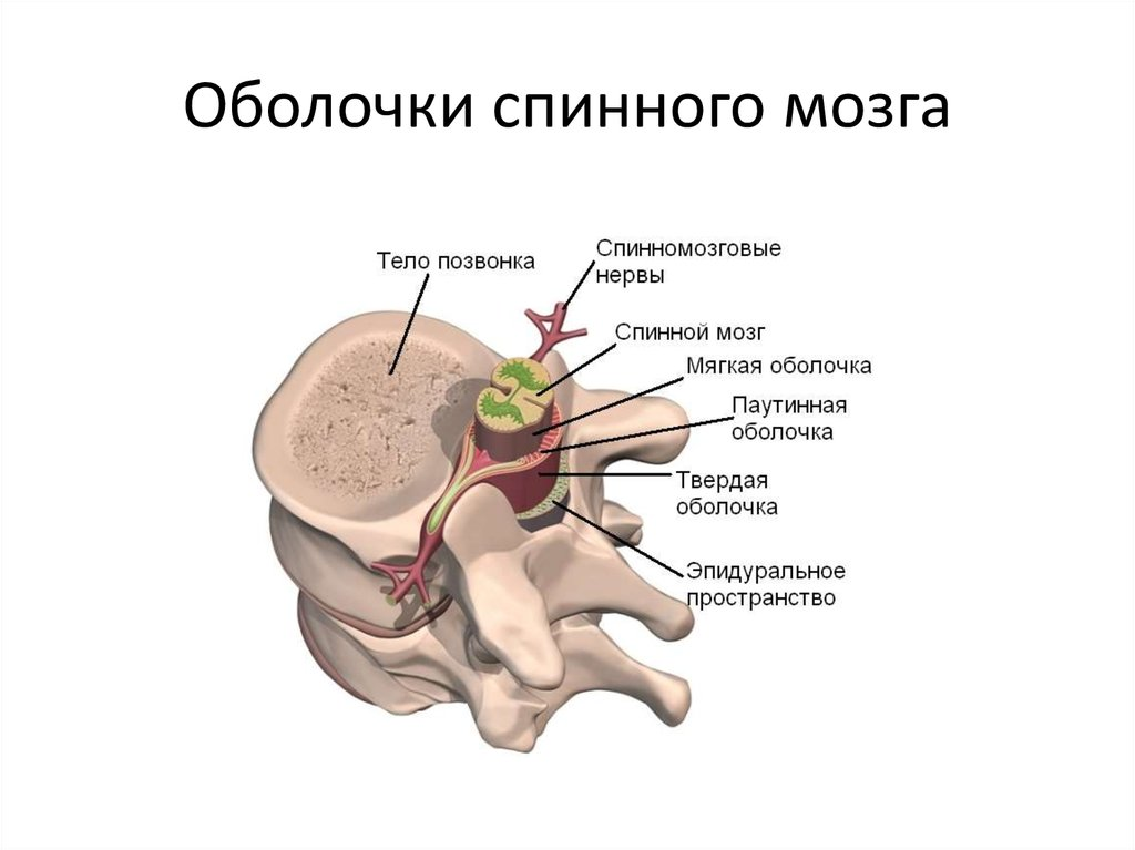 Спинной мозг заполнен жидкостью. Твердая паутинная и мягкая оболочка спинного мозга. Оболочки спинного мозга ликвор. Оболочки спинного мозга медунивер. Твердая оболочка спинного мозга анатомия.