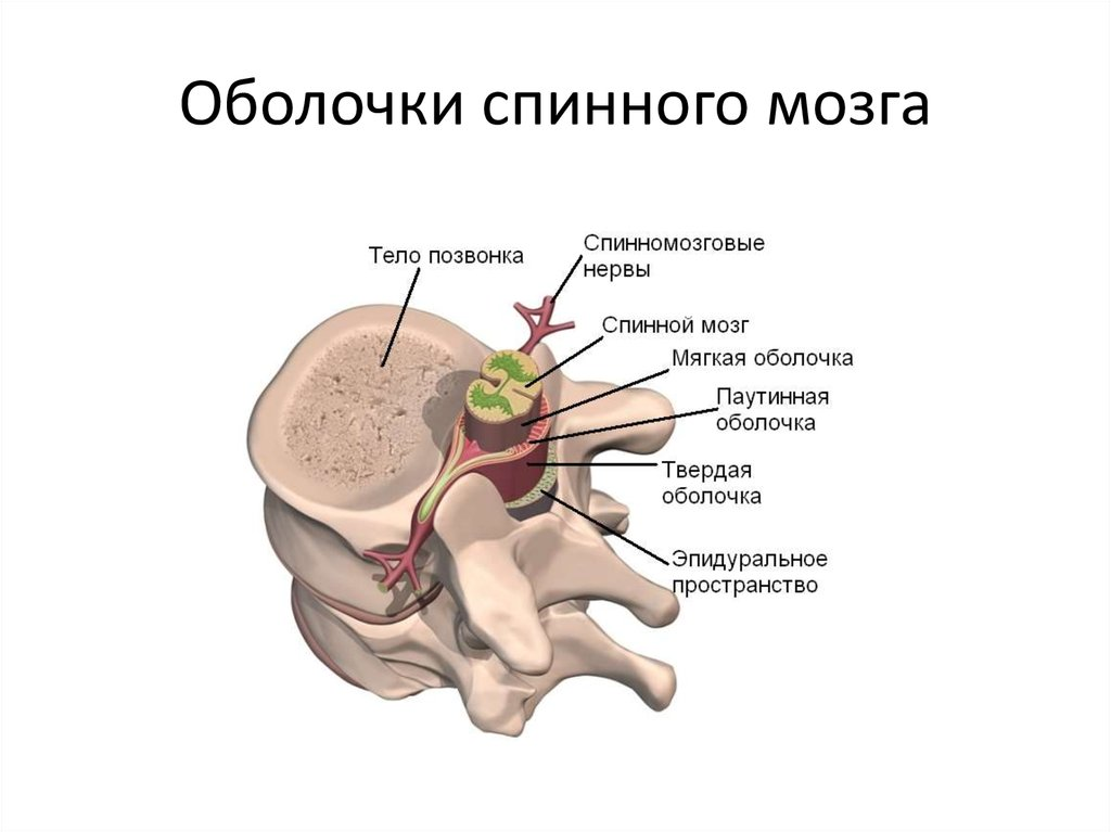 Желудочки мозга и спинномозговой канал выстланы. Твердая паутинная и мягкая оболочка спинного мозга. Оболочки спинного мозга и ликвор. Оболочки спинного мозга и пространства твердая оболочка анатомия. Дуральный мешок спинного мозга.