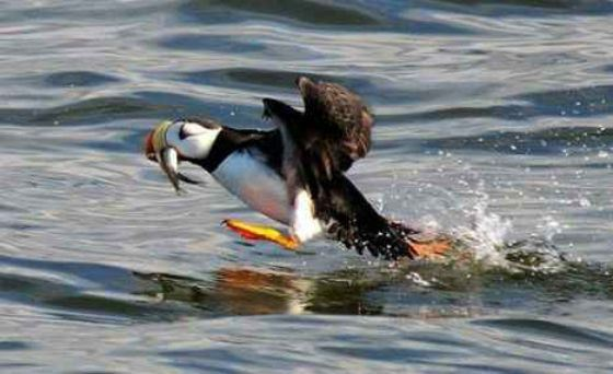 Каламбуры тут неуместны – птица-топорик действительно восхитительный пловец 