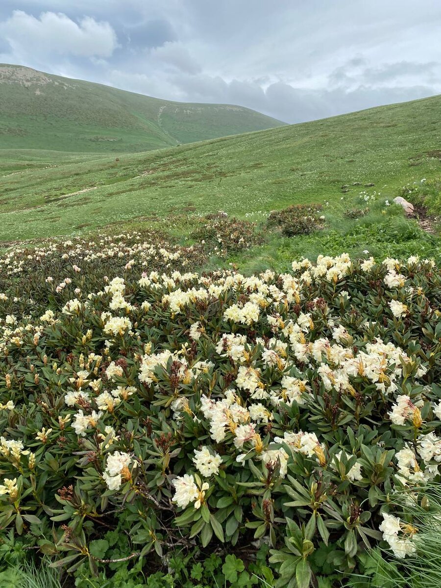Рододендрон кавказский