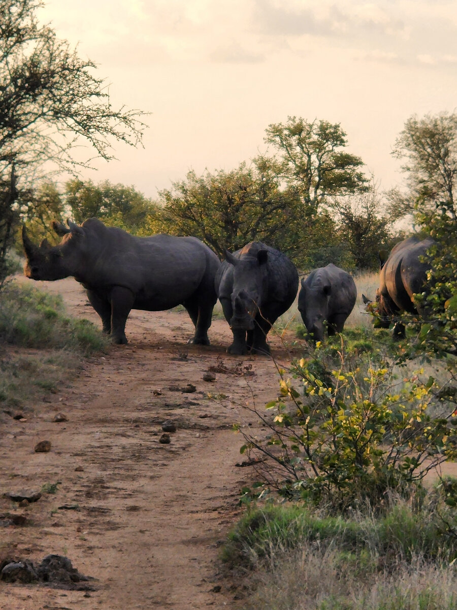 Группа самок с детенышем, вокруг них крутился самец, но они его не подпускали, не до него)))