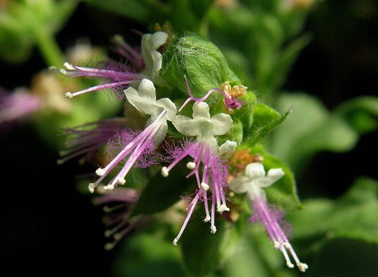 Так цветёт пачули...